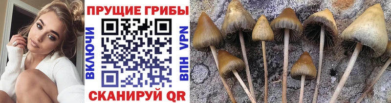 Псилоцибиновые грибы ЛСД  даркнет состав  Бикин 